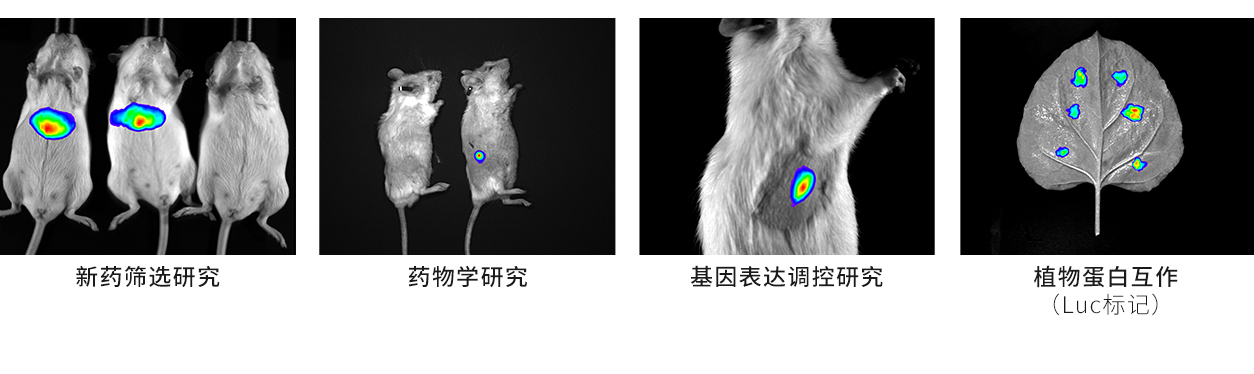 D-熒光素鉀鹽
D-熒光素鉀鹽