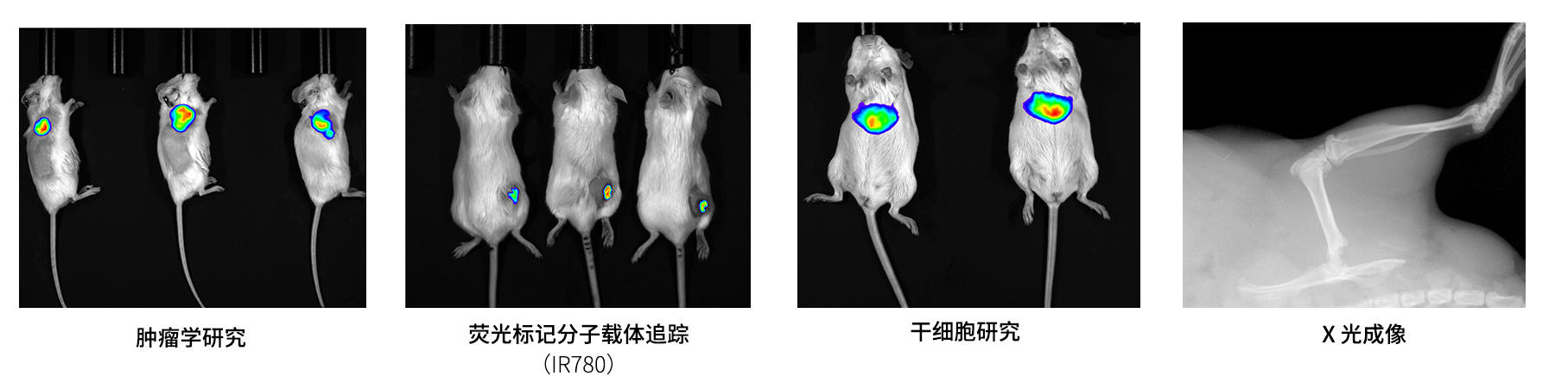 AniView600多模式動物活體成像系統(tǒng)應(yīng)用案例 AniView600多模式動物活體成像系統(tǒng)應(yīng)用案例