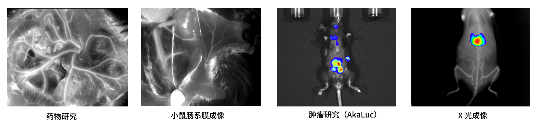AniView Phoenix全光譜動物活體成像系統(tǒng)應(yīng)用案例 AniView Phoenix全光譜動物活體成像系統(tǒng)應(yīng)用案例