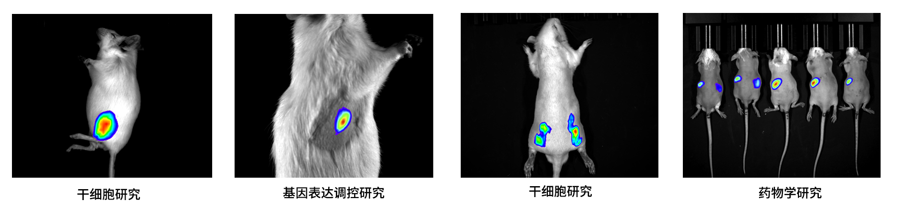 AniView100Pro多模式動(dòng)物活體成像系統(tǒng)應(yīng)用案例 AniView100Pro多模式動(dòng)物活體成像系統(tǒng)應(yīng)用案例