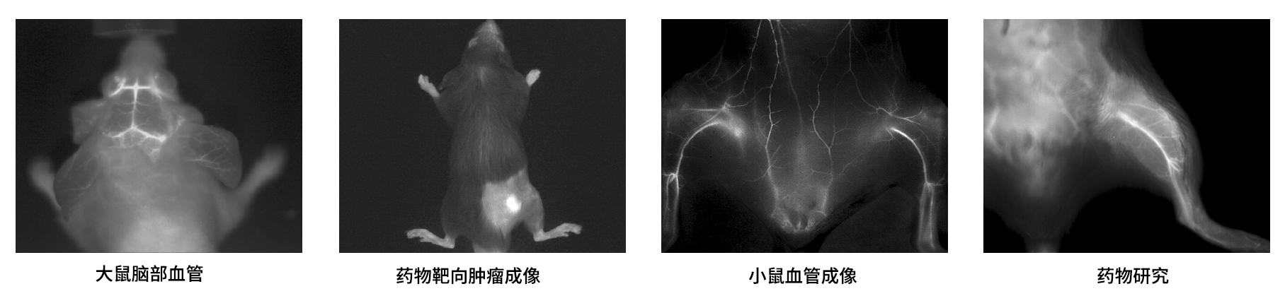 AniView30F近紅外二區(qū)活體成像系統(tǒng)應(yīng)用案例 AniView30F近紅外二區(qū)活體成像系統(tǒng)應(yīng)用案例