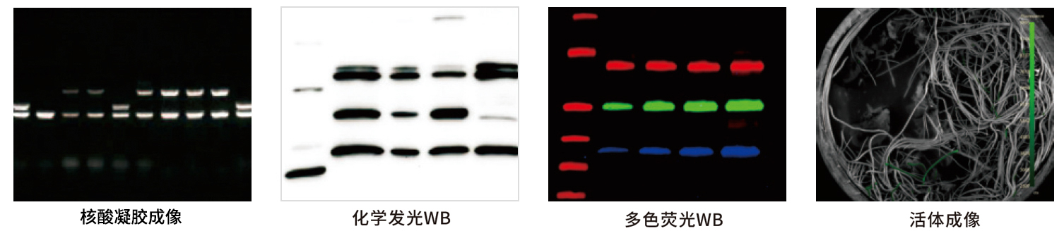 GelView 6000Plus智能圖像工作站應(yīng)用案例 GelView 6000Plus智能圖像工作站應(yīng)用案例