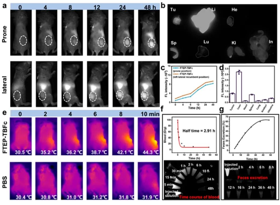 使用廣州博鷺騰生物科技有限公司AniView系列活體成像系統(tǒng)采集了4T1荷瘤小鼠注射FTEP - TBFc NPs后(不同時(shí)間)的NIR - II熒光圖像以及小鼠主要器官的熒光圖像 使用廣州博鷺騰生物科技有限公司AniView系列活體成像系統(tǒng)采集了4T1荷瘤小鼠注射FTEP - TBFc NPs后(不同時(shí)間)的NIR - II熒光圖像以及小鼠主要器官的熒光圖像
