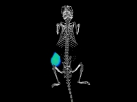 光學(xué)CT融合成像