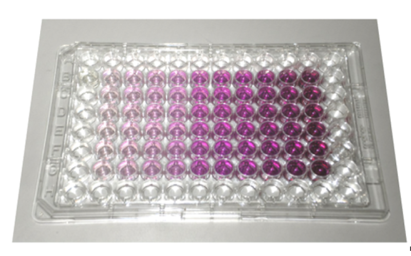 細胞毒性檢測服務(wù)（CCK-8法）