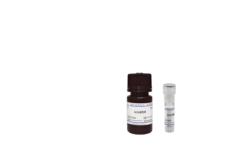 Actin染色液